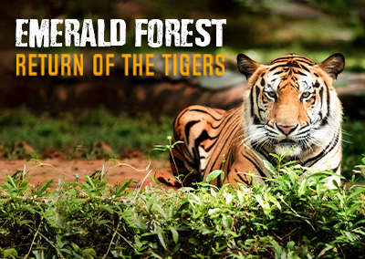 Emerald Forest – Return Of The Tigers