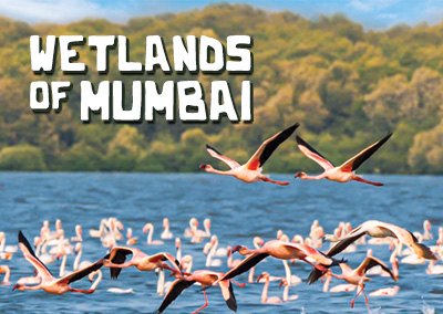 Wetlands- Miracles in Mumbai